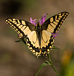 BB 08 0042 / Papilio machaon / Svalestjert